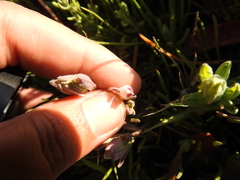 Chloropyron maritimum palustre