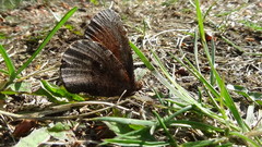 Erebia discoidalis