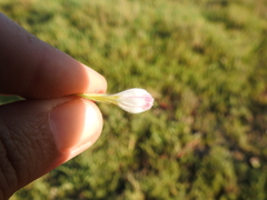 Chloropyron maritimum palustre