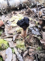 Gyromitra longipes