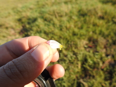 Chloropyron maritimum palustre