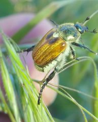 Chaetopteroplia segetum
