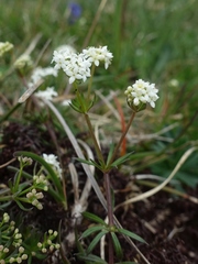 Galium sterneri