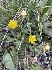 Ranunculus glaberrimus