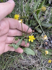 Ranunculus glaberrimus