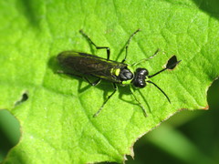 Tenthredo mesomela