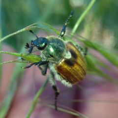 Chaetopteroplia segetum