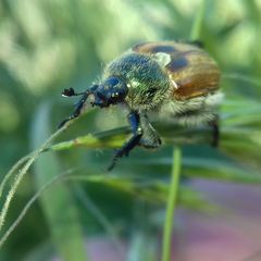 Chaetopteroplia segetum