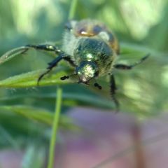 Chaetopteroplia segetum