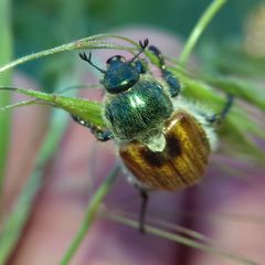Chaetopteroplia segetum