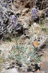 Lupinus magnificus magnificus