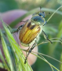 Chaetopteroplia segetum