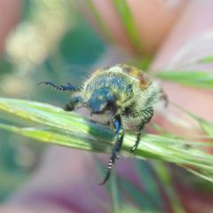 Chaetopteroplia segetum