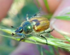 Chaetopteroplia segetum