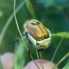 Chaetopteroplia segetum