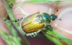 Chaetopteroplia segetum