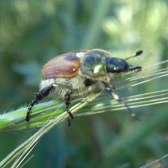 Chaetopteroplia segetum