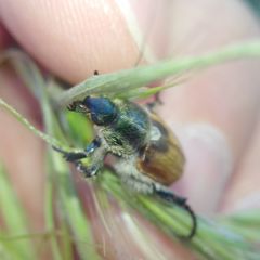 Chaetopteroplia segetum