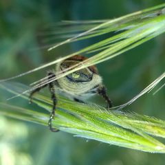 Chaetopteroplia segetum