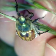 Chaetopteroplia segetum