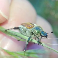 Chaetopteroplia segetum
