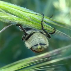 Chaetopteroplia segetum
