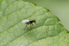 Diptera