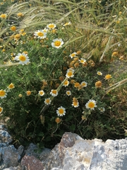 Glebionis coronaria discolor