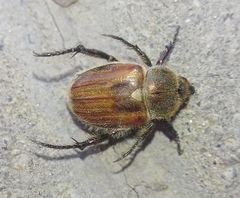 Chaetopteroplia segetum