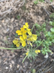 Erysimum capitatum angustatum