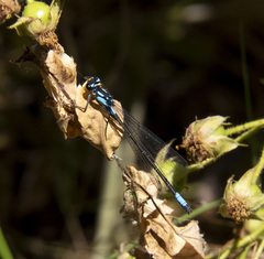 Zoniagrion exclamationis