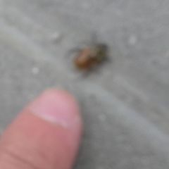 Chaetopteroplia segetum