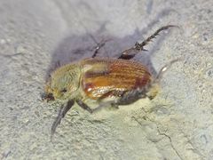 Chaetopteroplia segetum