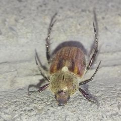 Chaetopteroplia segetum