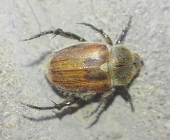 Chaetopteroplia segetum