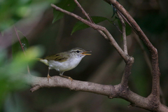 Phylloscopus ijimae