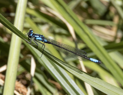 Zoniagrion exclamationis