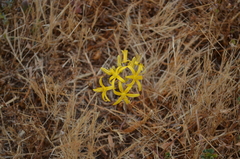 Bloomeria crocea aurea