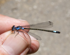 Zoniagrion exclamationis
