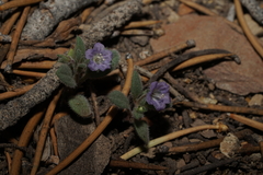 Phacelia austromontana