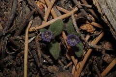 Phacelia austromontana