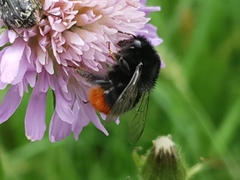 Bombus lapidarius