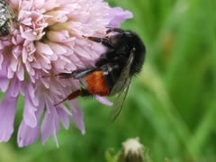 Bombus lapidarius