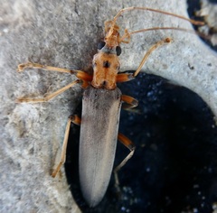 Copidita quadrimaculata