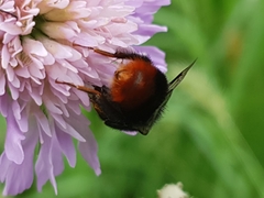 Bombus lapidarius