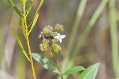 Declieuxia fruticosa