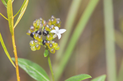 Declieuxia fruticosa