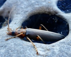 Copidita quadrimaculata