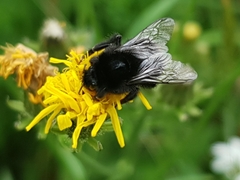 Bombus lapidarius