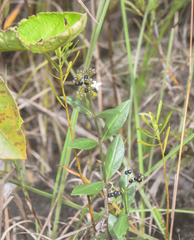 Declieuxia fruticosa